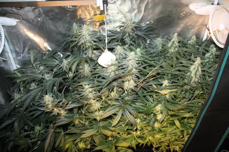 Purple Punch & Northern Lights in scrOG. Week 12 - Day 80 (45 days on 12/12)
