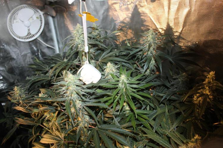 Purple Punch & Northern Lights in scrOG. Week 12 - Day 80 (45 days on 12/12)