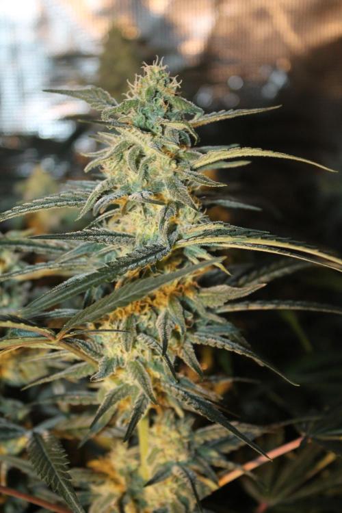Purple Punch & Northern Lights in scrOG. Week 12 - Day 80 (45 days on 12/12)