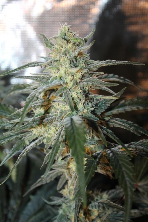 Purple Punch & Northern Lights in scrOG. Week 12 - Day 80 (45 days on 12/12)