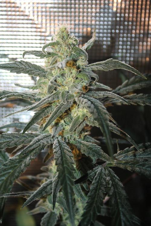 Purple Punch & Northern Lights in scrOG. Week 12 - Day 80 (45 days on 12/12)