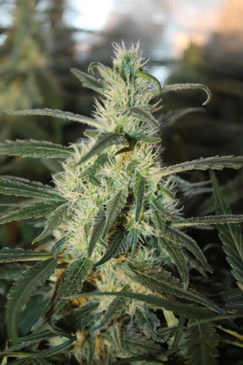 Purple Punch & Northern Lights in scrOG. Week 12 - Day 80 (45 days on 12/12)