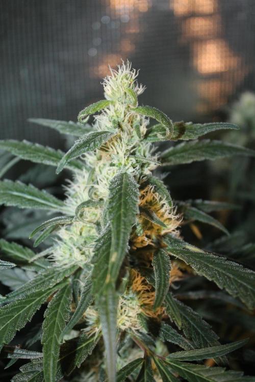 Purple Punch & Northern Lights in scrOG. Week 12 - Day 80 (45 days on 12/12)