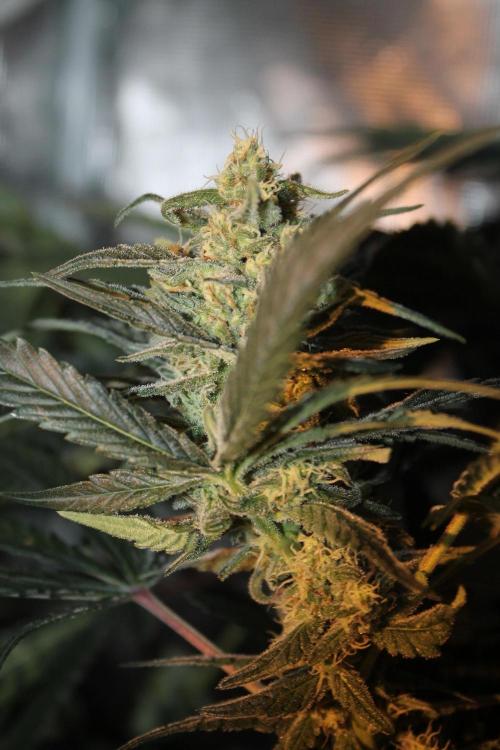 Purple Punch & Northern Lights in scrOG. Week 12 - Day 80 (45 days on 12/12)