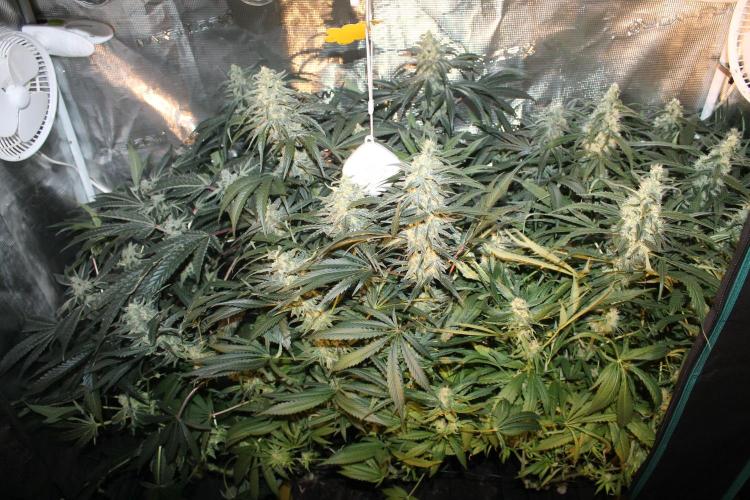 Purple Punch & Northern Lights in scrOG. Week 12 - Day 84 (49 days on 12/12)