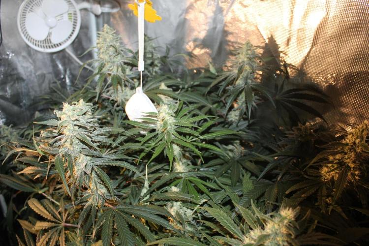 Purple Punch & Northern Lights in scrOG. Week 12 - Day 84 (49 days on 12/12)