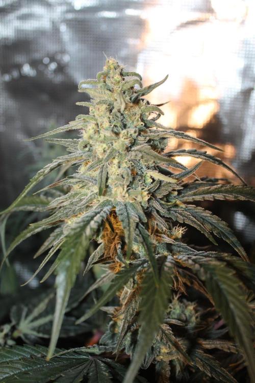 Purple Punch & Northern Lights in scrOG. Week 12 - Day 84 (49 days on 12/12)