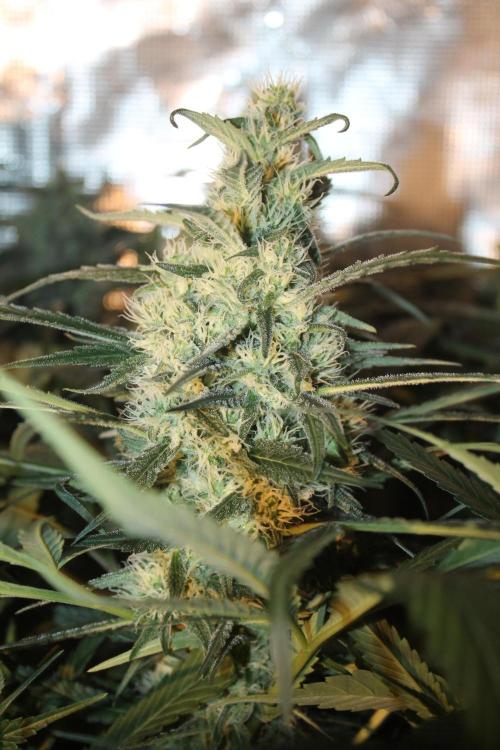 Purple Punch & Northern Lights in scrOG. Week 12 - Day 84 (49 days on 12/12)