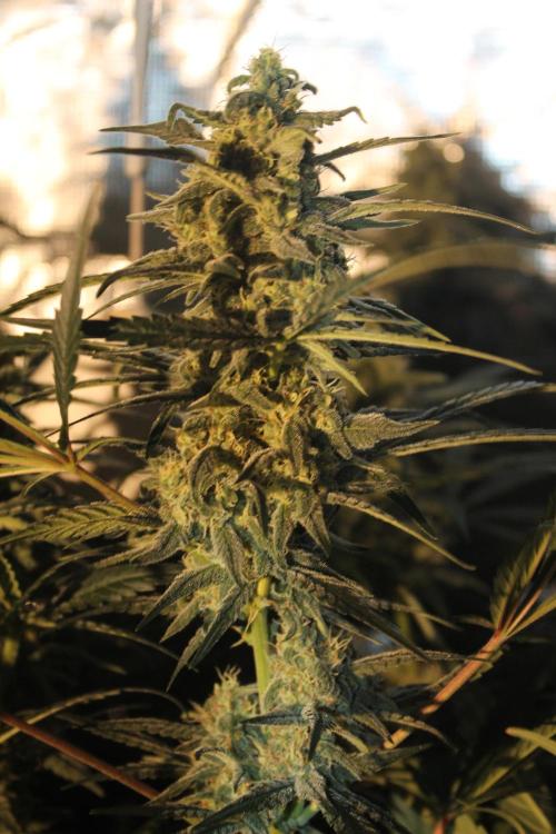 Purple Punch & Northern Lights in scrOG. Week 12 - Day 84 (49 days on 12/12)