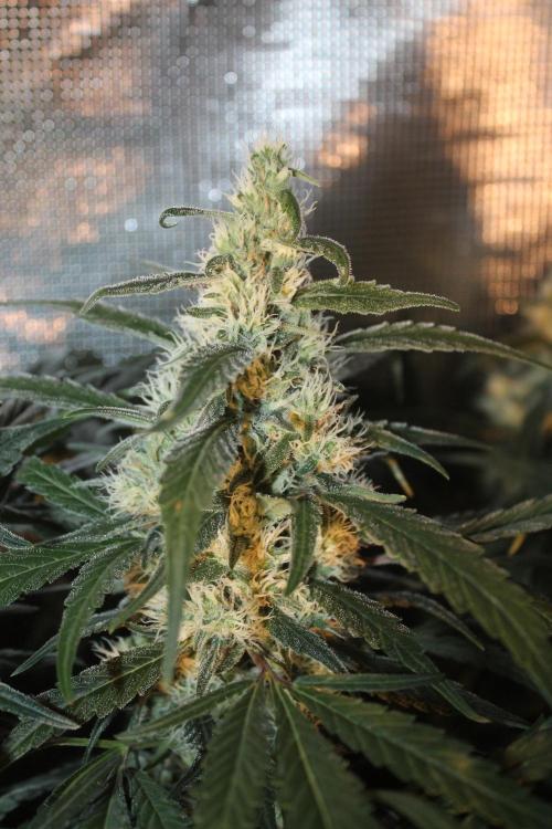 Purple Punch & Northern Lights in scrOG. Week 12 - Day 84 (49 days on 12/12)