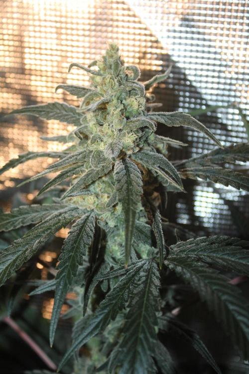 Purple Punch & Northern Lights in scrOG. Week 12 - Day 84 (49 days on 12/12)