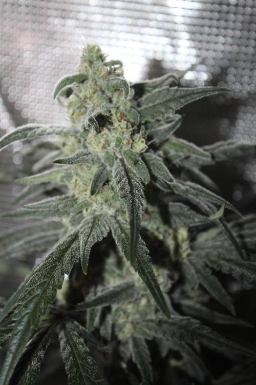 Purple Punch & Northern Lights in scrOG. Week 12 - Day 84 (49 days on 12/12)