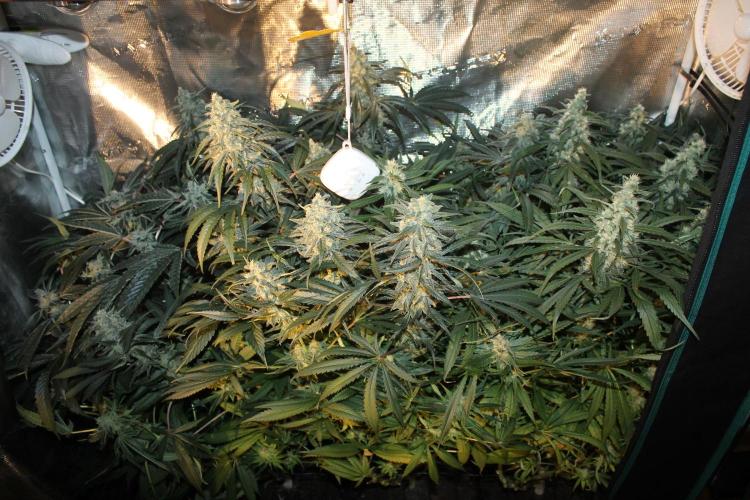 Purple Punch & Northern Lights in scrOG. Week 13 - Day 88 (53 days on 12/12)