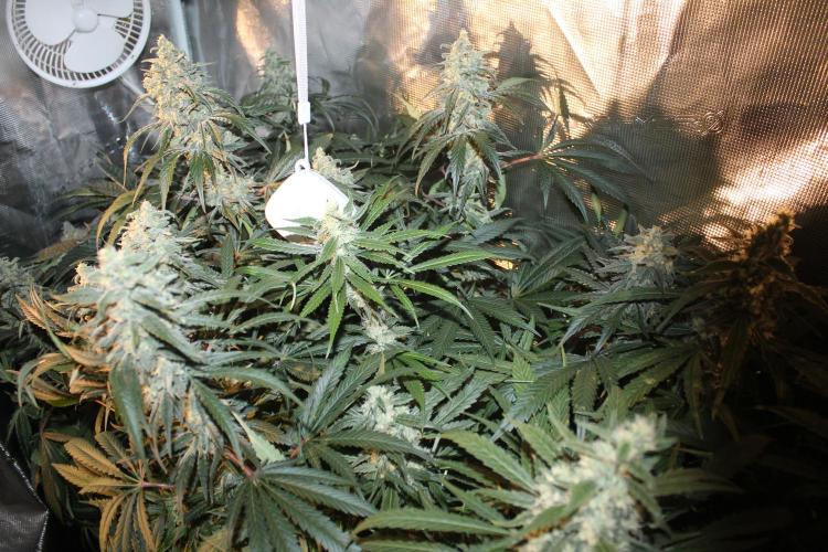 Purple Punch & Northern Lights in scrOG. Week 13 - Day 88 (53 days on 12/12)