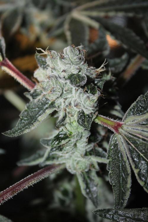 Purple Punch & Northern Lights in scrOG. Week 13 - Day 88 (53 days on 12/12) - Purple Punch