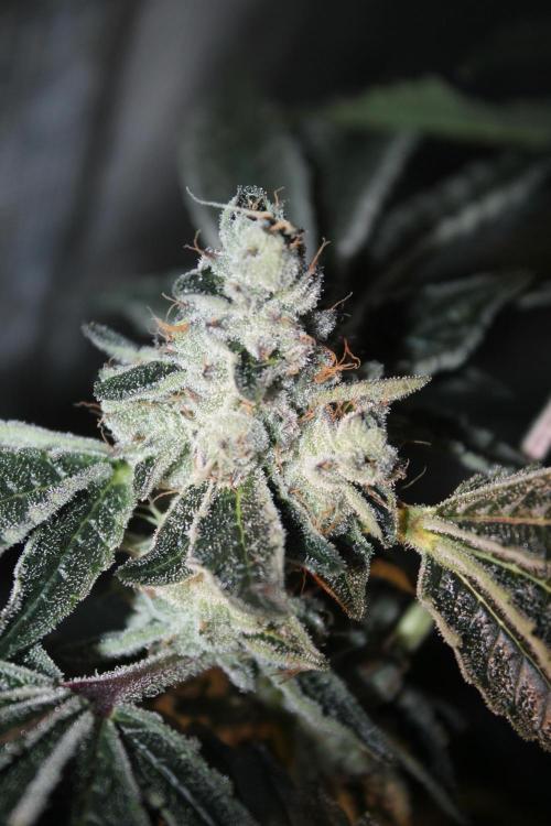 Purple Punch & Northern Lights in scrOG. Week 13 - Day 88 (53 days on 12/12) - Purple Punch
