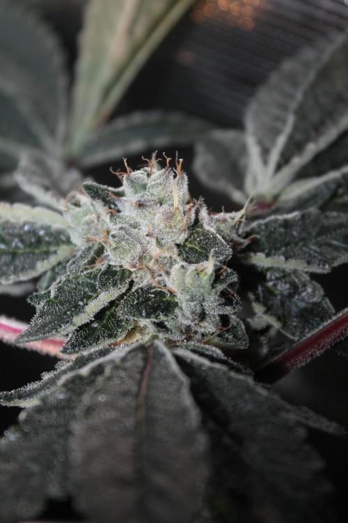 Purple Punch & Northern Lights in scrOG. Week 13 - Day 88 (53 days on 12/12) - Purple Punch