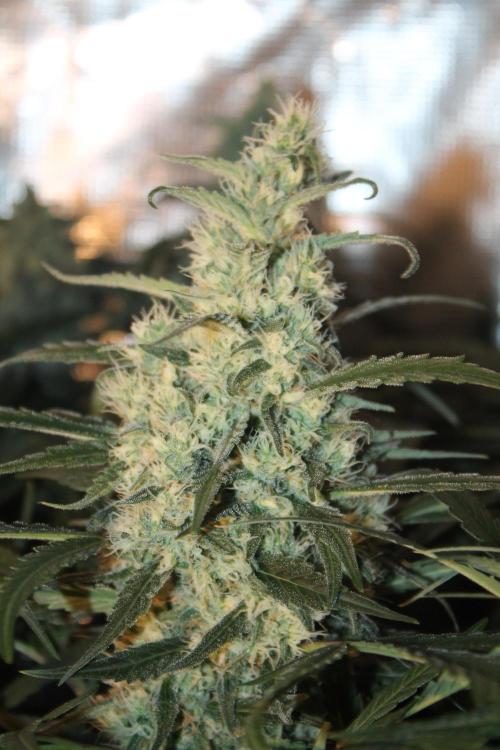 Purple Punch & Northern Lights in scrOG. Week 13 - Day 88 (53 days on 12/12) - Northern Lights