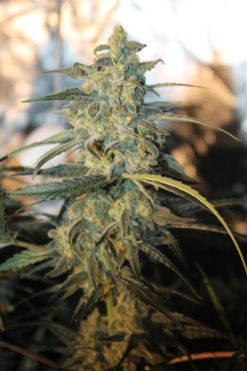 Purple Punch & Northern Lights in scrOG. Week 13 - Day 88 (53 days on 12/12) - Northern Lights