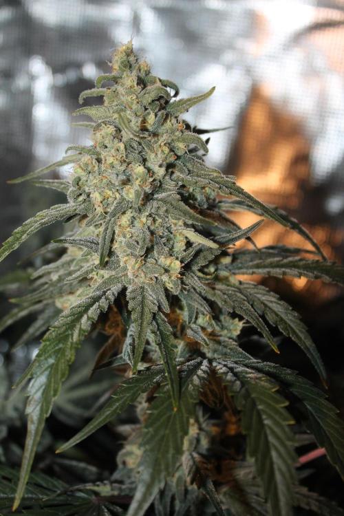Purple Punch & Northern Lights in scrOG. Week 13 - Day 88 (53 days on 12/12) - Northern Lights