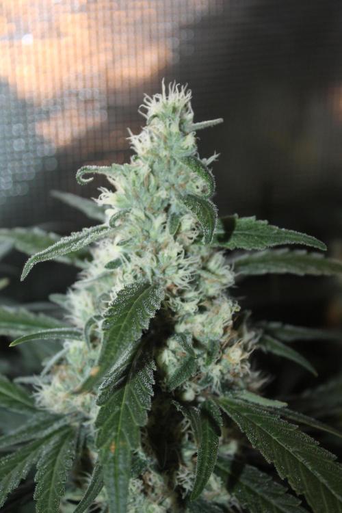 Purple Punch & Northern Lights in scrOG. Week 13 - Day 88 (53 days on 12/12) - Northern Lights