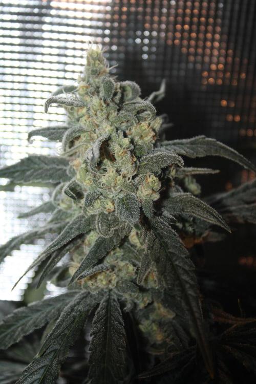 Purple Punch & Northern Lights in scrOG. Week 13 - Day 88 (53 days on 12/12) - Northern Lights