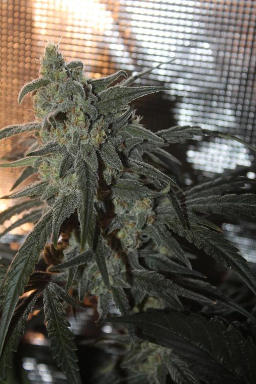 Purple Punch & Northern Lights in scrOG. Week 13 - Day 88 (53 days on 12/12) - Northern Lights