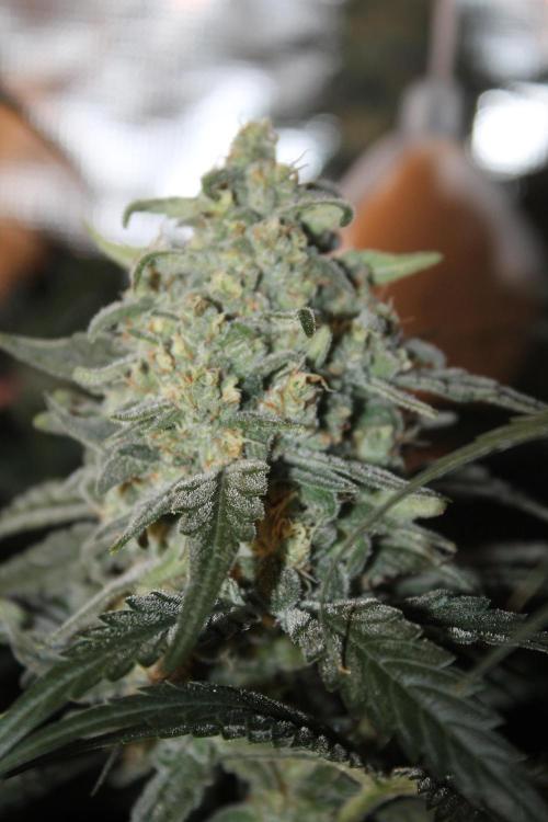 Purple Punch & Northern Lights in scrOG. Week 13 - Day 88 (53 days on 12/12) - Northern Lights
