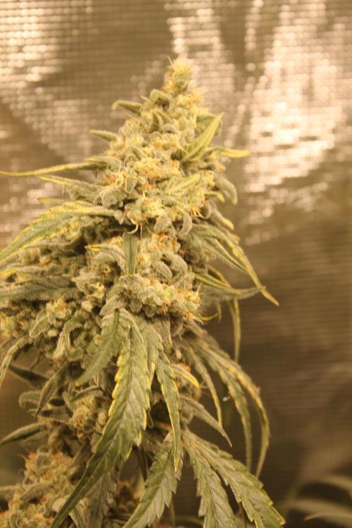 Purple Punch & Northern Lights in scrOG. Week 14 - Northern Lights