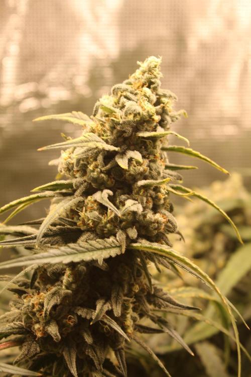 Purple Punch & Northern Lights in scrOG. Week 14 - Northern Lights
