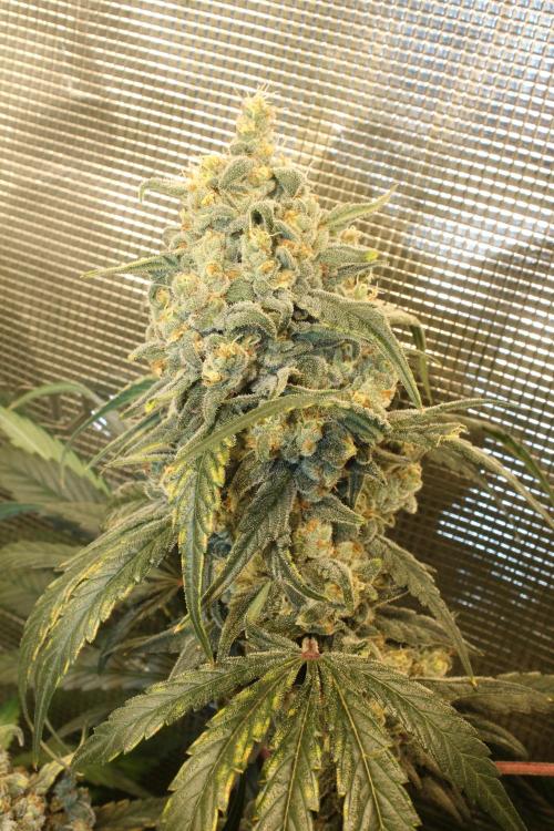 Purple Punch & Northern Lights in scrOG. Week 14 - Northern Lights