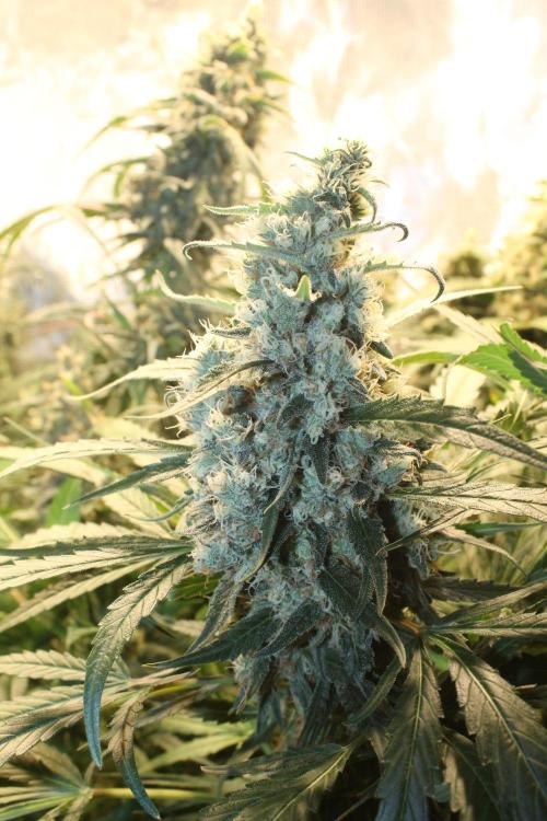 Purple Punch & Northern Lights in scrOG. Week 14 - Northern Lights