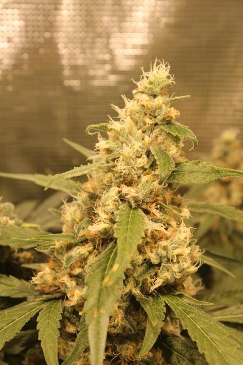 Purple Punch & Northern Lights in scrOG. Week 14 - Northern Lights