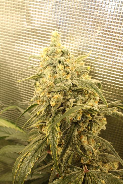 Purple Punch & Northern Lights in scrOG. Week 14 - Northern Lights