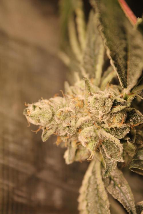 Purple Punch & Northern Lights in scrOG. Week 14 - Purple Punch