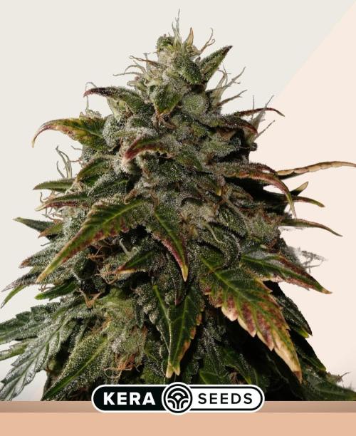 LA Widow & Tangerine Kush (KeraSeeds). Week 0 - La Widow