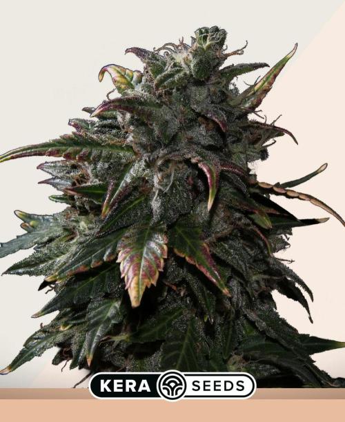 LA Widow & Tangerine Kush (KeraSeeds). Week 0 - Tangerine Kush