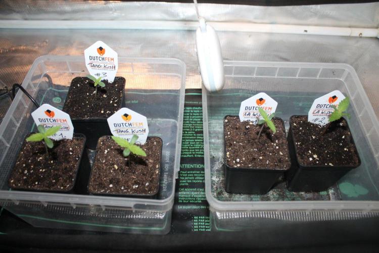 LA Widow & Tangerine Kush (KeraSeeds). Week 1 - Day 3