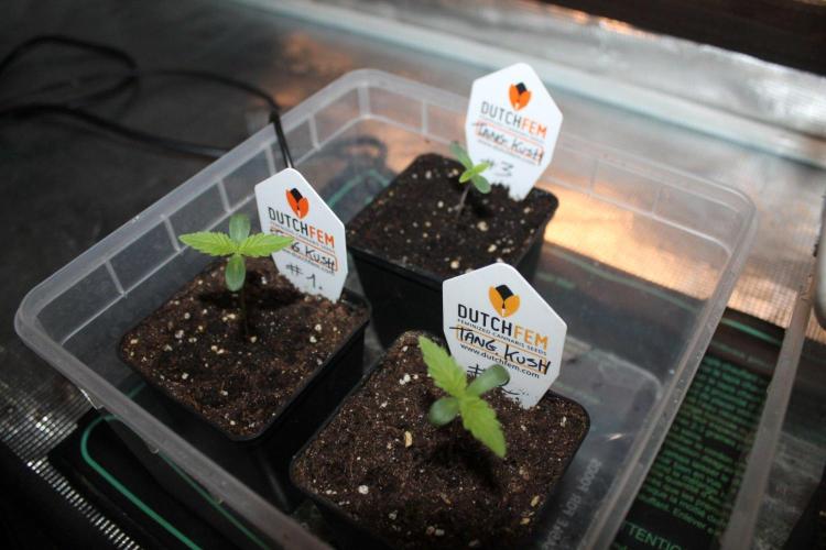 LA Widow & Tangerine Kush (KeraSeeds). Week 1 - Day 3 - Tangerine Kush