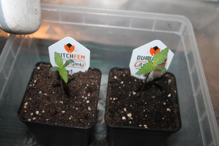 LA Widow & Tangerine Kush (KeraSeeds). Week 1 - Day 3 - La Widow