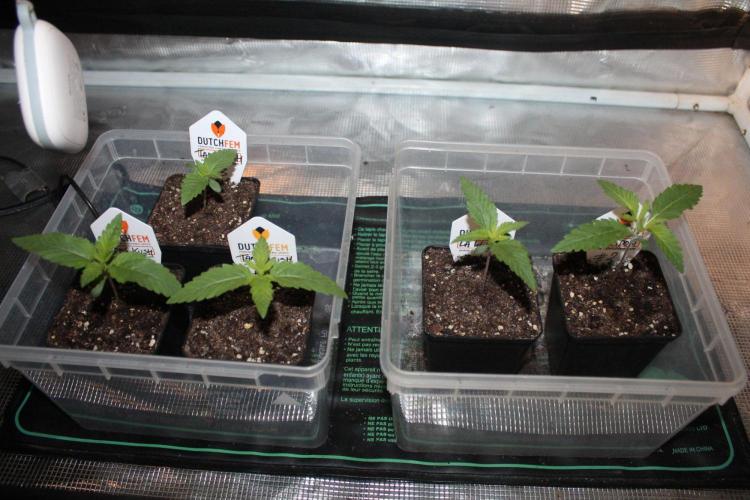 LA Widow & Tangerine Kush (KeraSeeds). Week 1 - Day 7