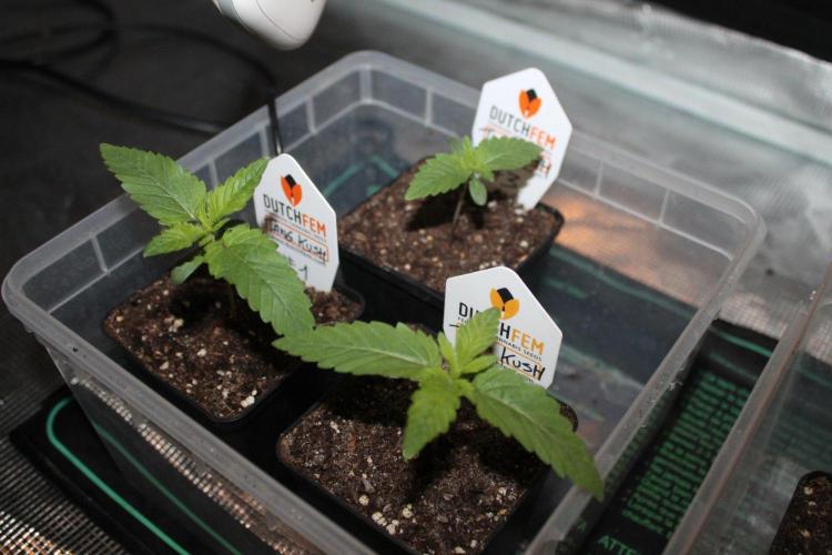 LA Widow & Tangerine Kush (KeraSeeds). Week 1 - Day 7 - Tangerine Kush