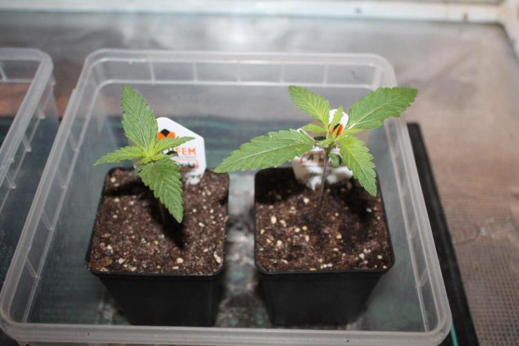 LA Widow & Tangerine Kush (KeraSeeds). Week 1 - Day 7 - La Widow