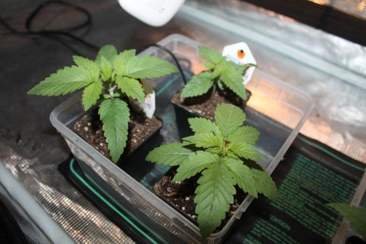 LA Widow & Tangerine Kush (KeraSeeds). Week 2 - Day 10 - Tangerine Kush