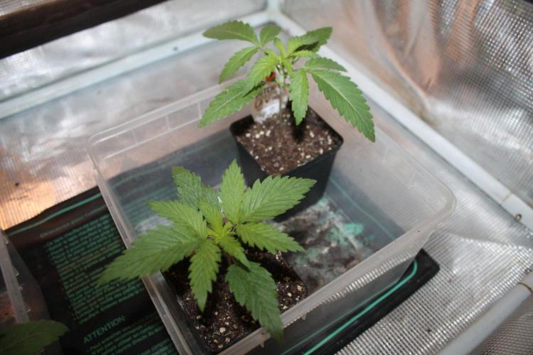 LA Widow & Tangerine Kush (KeraSeeds). Week 2 - Day 10 - LA Widow