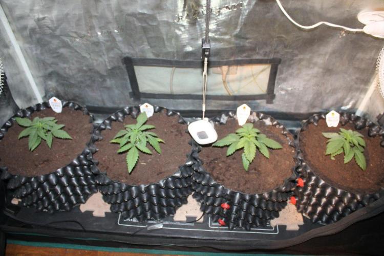 LA Widow & Tangerine Kush (KeraSeeds). Week 2 - Day 14