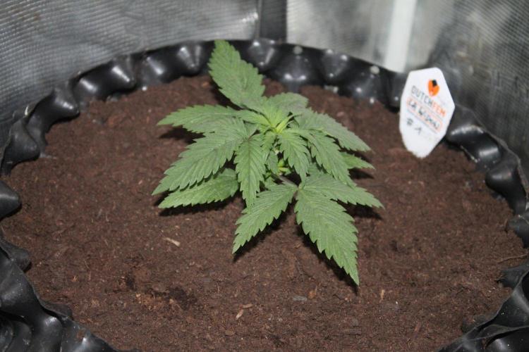 LA Widow & Tangerine Kush (KeraSeeds). Week 2 - Day 14 - LA Widow #1