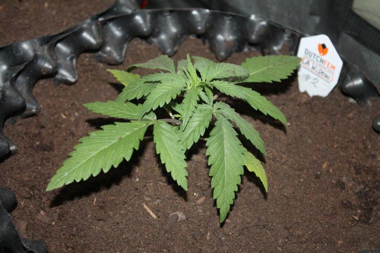 LA Widow & Tangerine Kush (KeraSeeds). Week 2 - Day 14 - LA Widow #2