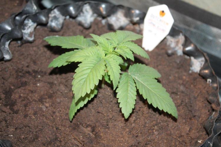 LA Widow & Tangerine Kush (KeraSeeds). Week 2 - Day 14 - Tangerine Kush #1