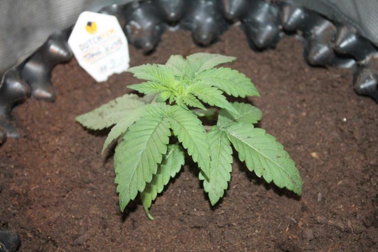 LA Widow & Tangerine Kush (KeraSeeds). Week 2 - Day 14 - Tangerine Kush #2